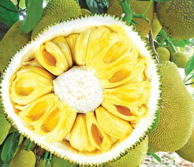 WHAT ARE THE BENEFITS OF JACKFRUIT?