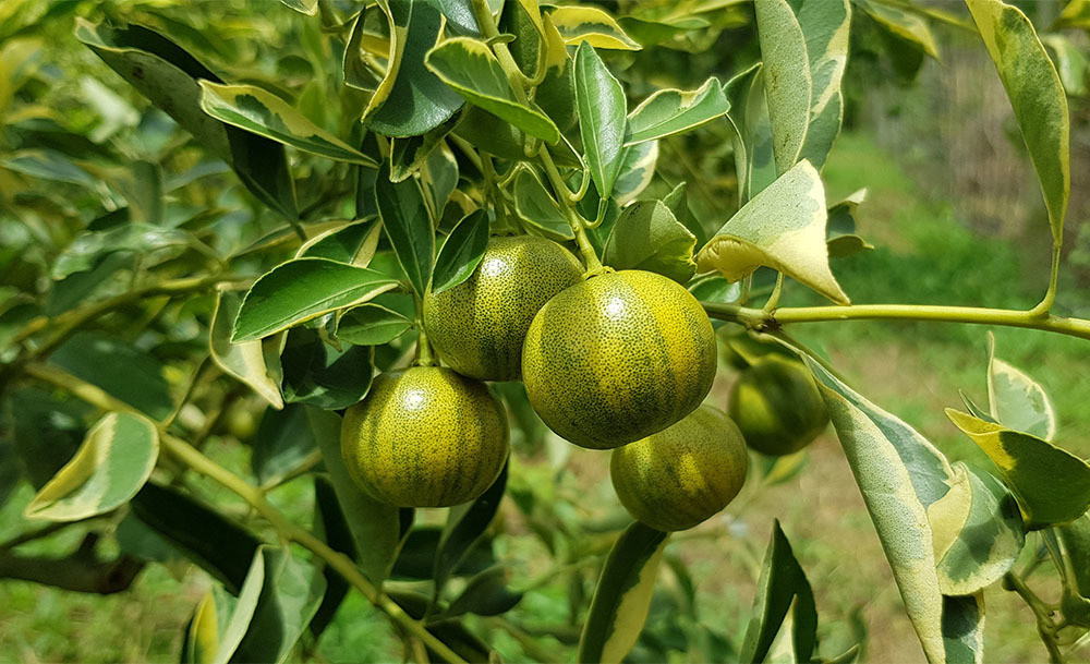 Frozen Calamansi Juice