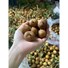 Frozen Longan