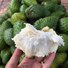 FROZEN SOURSOP